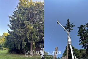 tree trimming Macomb County, bush trimming Macomb MI, hedge trimming Macomb MI, tree pruning Macomb County, shrub trimming Macomb MI, tree care Macomb MI, local tree service Macomb, residential tree trimming Macomb, commercial bush trimming Macomb, expert tree trimming Macomb MI, tree trimming St. Clair County, bush trimming St. Clair MI, tree pruning St. Clair MI, hedge trimming St. Clair MI, St. Clair shrub maintenance, local arborist St. Clair, expert tree care St. Clair, St. Clair tree specialists, tree maintenance St. Clair, trimming services St. Clair MI, tree removal Macomb County, bush removal Macomb MI, tree service Macomb MI, brush clearing Macomb, stump removal Macomb County, tree cutting Macomb MI, tree experts Macomb County, tree removal St. Clair County, bush removal St. Clair MI, tree cleanup St. Clair MI, St. Clair arborist, stump grinding St. Clair, tree cutting St. Clair County, hedge removal St. Clair, tree care St. Clair MI, local tree service St. Clair, tree maintenance St. Clair, Sanilac County tree removal, bush removal Sanilac MI, tree trimming Sanilac, emergency tree removal Macomb MI, storm damage cleanup Macomb County, fallen tree removal Macomb MI, emergency tree service St. Clair MI, storm damage tree removal St. Clair County, urgent tree removal Sanilac MI, storm cleanup Lapeer MI, emergency arborist Oakland County, 24/7 tree service Macomb MI, storm damage tree experts St. Clair MI, emergency tree removal Sanilac County, storm damage tree service Lapeer County, emergency tree trimming Oakland MI, storm debris removal Macomb MI, emergency stump removal St. Clair MI, storm damage arborist Sanilac MI, 24-hour tree service Lapeer MI, emergency tree care Oakland County, storm damage tree specialists Macomb MI, emergency tree removal Oakland MI, stump grinding Macomb County, stump removal Macomb MI, tree stump grinding Macomb MI, stump grinding St. Clair County, stump removal St. Clair MI, tree stump removal St. Clair MI, stump grinding Sanilac County, stump removal Sanilac MI, tree stump grinding Sanilac MI, stump grinding Lapeer County, stump removal Lapeer MI, tree stump removal Lapeer MI, stump grinding Oakland County, stump removal Oakland MI, tree stump grinding Oakland MI, stump removal service Macomb MI, stump grinding experts St. Clair MI, stump removal professionals Sanilac MI, stump grinding services Lapeer MI, stump removal specialists Oakland MI, insurance claim tree removal Macomb MI, storm damage insurance claims St. Clair MI, tree removal insurance assistance Sanilac MI, commercial tree services Lapeer MI, insurance claim arborist Oakland County, tree damage insurance help Macomb MI, commercial bush removal St. Clair MI, insurance-covered tree services Sanilac MI, commercial tree trimming Lapeer MI, insurance claim tree experts Oakland MI, tree removal for insurance claims Macomb County, storm damage insurance support St. Clair County, commercial arborist services Sanilac County, insurance claim assistance for tree damage Lapeer County, commercial tree care Oakland County, insurance-covered stump removal Macomb MI, commercial tree maintenance St. Clair MI, insurance claim processing for tree services Sanilac MI, commercial tree removal Lapeer MI, insurance assistance for storm-damaged trees Oakland MI