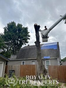 tree trimming Macomb County, bush trimming Macomb MI, hedge trimming Macomb MI, tree pruning Macomb County, shrub trimming Macomb MI, tree care Macomb MI, local tree service Macomb, residential tree trimming Macomb, commercial bush trimming Macomb, expert tree trimming Macomb MI, tree trimming St. Clair County, bush trimming St. Clair MI, tree pruning St. Clair MI, hedge trimming St. Clair MI, St. Clair shrub maintenance, local arborist St. Clair, expert tree care St. Clair, St. Clair tree specialists, tree maintenance St. Clair, trimming services St. Clair MI, tree removal Macomb County, bush removal Macomb MI, tree service Macomb MI, brush clearing Macomb, stump removal Macomb County, tree cutting Macomb MI, tree experts Macomb County, tree removal St. Clair County, bush removal St. Clair MI, tree cleanup St. Clair MI, St. Clair arborist, stump grinding St. Clair, tree cutting St. Clair County, hedge removal St. Clair, tree care St. Clair MI, local tree service St. Clair, tree maintenance St. Clair, Sanilac County tree removal, bush removal Sanilac MI, tree trimming Sanilac, emergency tree removal Macomb MI, storm damage cleanup Macomb County, fallen tree removal Macomb MI, emergency tree service St. Clair MI, storm damage tree removal St. Clair County, urgent tree removal Sanilac MI, storm cleanup Lapeer MI, emergency arborist Oakland County, 24/7 tree service Macomb MI, storm damage tree experts St. Clair MI, emergency tree removal Sanilac County, storm damage tree service Lapeer County, emergency tree trimming Oakland MI, storm debris removal Macomb MI, emergency stump removal St. Clair MI, storm damage arborist Sanilac MI, 24-hour tree service Lapeer MI, emergency tree care Oakland County, storm damage tree specialists Macomb MI, emergency tree removal Oakland MI, stump grinding Macomb County, stump removal Macomb MI, tree stump grinding Macomb MI, stump grinding St. Clair County, stump removal St. Clair MI, tree stump removal St. Clair MI, stump grinding Sanilac County, stump removal Sanilac MI, tree stump grinding Sanilac MI, stump grinding Lapeer County, stump removal Lapeer MI, tree stump removal Lapeer MI, stump grinding Oakland County, stump removal Oakland MI, tree stump grinding Oakland MI, stump removal service Macomb MI, stump grinding experts St. Clair MI, stump removal professionals Sanilac MI, stump grinding services Lapeer MI, stump removal specialists Oakland MI, insurance claim tree removal Macomb MI, storm damage insurance claims St. Clair MI, tree removal insurance assistance Sanilac MI, commercial tree services Lapeer MI, insurance claim arborist Oakland County, tree damage insurance help Macomb MI, commercial bush removal St. Clair MI, insurance-covered tree services Sanilac MI, commercial tree trimming Lapeer MI, insurance claim tree experts Oakland MI, tree removal for insurance claims Macomb County, storm damage insurance support St. Clair County, commercial arborist services Sanilac County, insurance claim assistance for tree damage Lapeer County, commercial tree care Oakland County, insurance-covered stump removal Macomb MI, commercial tree maintenance St. Clair MI, insurance claim processing for tree services Sanilac MI, commercial tree removal Lapeer MI, insurance assistance for storm-damaged trees Oakland MI