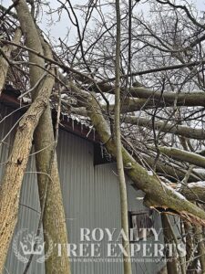tree trimming Macomb County, bush trimming Macomb MI, hedge trimming Macomb MI, tree pruning Macomb County, shrub trimming Macomb MI, tree care Macomb MI, local tree service Macomb, residential tree trimming Macomb, commercial bush trimming Macomb, expert tree trimming Macomb MI, tree trimming St. Clair County, bush trimming St. Clair MI, tree pruning St. Clair MI, hedge trimming St. Clair MI, St. Clair shrub maintenance, local arborist St. Clair, expert tree care St. Clair, St. Clair tree specialists, tree maintenance St. Clair, trimming services St. Clair MI, tree removal Macomb County, bush removal Macomb MI, tree service Macomb MI, brush clearing Macomb, stump removal Macomb County, tree cutting Macomb MI, tree experts Macomb County, tree removal St. Clair County, bush removal St. Clair MI, tree cleanup St. Clair MI, St. Clair arborist, stump grinding St. Clair, tree cutting St. Clair County, hedge removal St. Clair, tree care St. Clair MI, local tree service St. Clair, tree maintenance St. Clair, Sanilac County tree removal, bush removal Sanilac MI, tree trimming Sanilac, emergency tree removal Macomb MI, storm damage cleanup Macomb County, fallen tree removal Macomb MI, emergency tree service St. Clair MI, storm damage tree removal St. Clair County, urgent tree removal Sanilac MI, storm cleanup Lapeer MI, emergency arborist Oakland County, 24/7 tree service Macomb MI, storm damage tree experts St. Clair MI, emergency tree removal Sanilac County, storm damage tree service Lapeer County, emergency tree trimming Oakland MI, storm debris removal Macomb MI, emergency stump removal St. Clair MI, storm damage arborist Sanilac MI, 24-hour tree service Lapeer MI, emergency tree care Oakland County, storm damage tree specialists Macomb MI, emergency tree removal Oakland MI, stump grinding Macomb County, stump removal Macomb MI, tree stump grinding Macomb MI, stump grinding St. Clair County, stump removal St. Clair MI, tree stump removal St. Clair MI, stump grinding Sanilac County, stump removal Sanilac MI, tree stump grinding Sanilac MI, stump grinding Lapeer County, stump removal Lapeer MI, tree stump removal Lapeer MI, stump grinding Oakland County, stump removal Oakland MI, tree stump grinding Oakland MI, stump removal service Macomb MI, stump grinding experts St. Clair MI, stump removal professionals Sanilac MI, stump grinding services Lapeer MI, stump removal specialists Oakland MI, insurance claim tree removal Macomb MI, storm damage insurance claims St. Clair MI, tree removal insurance assistance Sanilac MI, commercial tree services Lapeer MI, insurance claim arborist Oakland County, tree damage insurance help Macomb MI, commercial bush removal St. Clair MI, insurance-covered tree services Sanilac MI, commercial tree trimming Lapeer MI, insurance claim tree experts Oakland MI, tree removal for insurance claims Macomb County, storm damage insurance support St. Clair County, commercial arborist services Sanilac County, insurance claim assistance for tree damage Lapeer County, commercial tree care Oakland County, insurance-covered stump removal Macomb MI, commercial tree maintenance St. Clair MI, insurance claim processing for tree services Sanilac MI, commercial tree removal Lapeer MI, insurance assistance for storm-damaged trees Oakland MI