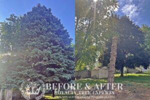 tree trimming Macomb County, bush trimming Macomb MI, hedge trimming Macomb MI, tree pruning Macomb County, shrub trimming Macomb MI, tree care Macomb MI, local tree service Macomb, residential tree trimming Macomb, commercial bush trimming Macomb, expert tree trimming Macomb MI, tree trimming St. Clair County, bush trimming St. Clair MI, tree pruning St. Clair MI, hedge trimming St. Clair MI, St. Clair shrub maintenance, local arborist St. Clair, expert tree care St. Clair, St. Clair tree specialists, tree maintenance St. Clair, trimming services St. Clair MI, tree removal Macomb County, bush removal Macomb MI, tree service Macomb MI, brush clearing Macomb, stump removal Macomb County, tree cutting Macomb MI, tree experts Macomb County, tree removal St. Clair County, bush removal St. Clair MI, tree cleanup St. Clair MI, St. Clair arborist, stump grinding St. Clair, tree cutting St. Clair County, hedge removal St. Clair, tree care St. Clair MI, local tree service St. Clair, tree maintenance St. Clair, Sanilac County tree removal, bush removal Sanilac MI, tree trimming Sanilac, emergency tree removal Macomb MI, storm damage cleanup Macomb County, fallen tree removal Macomb MI, emergency tree service St. Clair MI, storm damage tree removal St. Clair County, urgent tree removal Sanilac MI, storm cleanup Lapeer MI, emergency arborist Oakland County, 24/7 tree service Macomb MI, storm damage tree experts St. Clair MI, emergency tree removal Sanilac County, storm damage tree service Lapeer County, emergency tree trimming Oakland MI, storm debris removal Macomb MI, emergency stump removal St. Clair MI, storm damage arborist Sanilac MI, 24-hour tree service Lapeer MI, emergency tree care Oakland County, storm damage tree specialists Macomb MI, emergency tree removal Oakland MI, stump grinding Macomb County, stump removal Macomb MI, tree stump grinding Macomb MI, stump grinding St. Clair County, stump removal St. Clair MI, tree stump removal St. Clair MI, stump grinding Sanilac County, stump removal Sanilac MI, tree stump grinding Sanilac MI, stump grinding Lapeer County, stump removal Lapeer MI, tree stump removal Lapeer MI, stump grinding Oakland County, stump removal Oakland MI, tree stump grinding Oakland MI, stump removal service Macomb MI, stump grinding experts St. Clair MI, stump removal professionals Sanilac MI, stump grinding services Lapeer MI, stump removal specialists Oakland MI, insurance claim tree removal Macomb MI, storm damage insurance claims St. Clair MI, tree removal insurance assistance Sanilac MI, commercial tree services Lapeer MI, insurance claim arborist Oakland County, tree damage insurance help Macomb MI, commercial bush removal St. Clair MI, insurance-covered tree services Sanilac MI, commercial tree trimming Lapeer MI, insurance claim tree experts Oakland MI, tree removal for insurance claims Macomb County, storm damage insurance support St. Clair County, commercial arborist services Sanilac County, insurance claim assistance for tree damage Lapeer County, commercial tree care Oakland County, insurance-covered stump removal Macomb MI, commercial tree maintenance St. Clair MI, insurance claim processing for tree services Sanilac MI, commercial tree removal Lapeer MI, insurance assistance for storm-damaged trees Oakland MI