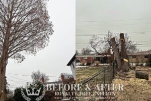 tree trimming Macomb County, bush trimming Macomb MI, hedge trimming Macomb MI, tree pruning Macomb County, shrub trimming Macomb MI, tree care Macomb MI, local tree service Macomb, residential tree trimming Macomb, commercial bush trimming Macomb, expert tree trimming Macomb MI, tree trimming St. Clair County, bush trimming St. Clair MI, tree pruning St. Clair MI, hedge trimming St. Clair MI, St. Clair shrub maintenance, local arborist St. Clair, expert tree care St. Clair, St. Clair tree specialists, tree maintenance St. Clair, trimming services St. Clair MI, tree removal Macomb County, bush removal Macomb MI, tree service Macomb MI, brush clearing Macomb, stump removal Macomb County, tree cutting Macomb MI, tree experts Macomb County, tree removal St. Clair County, bush removal St. Clair MI, tree cleanup St. Clair MI, St. Clair arborist, stump grinding St. Clair, tree cutting St. Clair County, hedge removal St. Clair, tree care St. Clair MI, local tree service St. Clair, tree maintenance St. Clair, Sanilac County tree removal, bush removal Sanilac MI, tree trimming Sanilac, emergency tree removal Macomb MI, storm damage cleanup Macomb County, fallen tree removal Macomb MI, emergency tree service St. Clair MI, storm damage tree removal St. Clair County, urgent tree removal Sanilac MI, storm cleanup Lapeer MI, emergency arborist Oakland County, 24/7 tree service Macomb MI, storm damage tree experts St. Clair MI, emergency tree removal Sanilac County, storm damage tree service Lapeer County, emergency tree trimming Oakland MI, storm debris removal Macomb MI, emergency stump removal St. Clair MI, storm damage arborist Sanilac MI, 24-hour tree service Lapeer MI, emergency tree care Oakland County, storm damage tree specialists Macomb MI, emergency tree removal Oakland MI, stump grinding Macomb County, stump removal Macomb MI, tree stump grinding Macomb MI, stump grinding St. Clair County, stump removal St. Clair MI, tree stump removal St. Clair MI, stump grinding Sanilac County, stump removal Sanilac MI, tree stump grinding Sanilac MI, stump grinding Lapeer County, stump removal Lapeer MI, tree stump removal Lapeer MI, stump grinding Oakland County, stump removal Oakland MI, tree stump grinding Oakland MI, stump removal service Macomb MI, stump grinding experts St. Clair MI, stump removal professionals Sanilac MI, stump grinding services Lapeer MI, stump removal specialists Oakland MI, insurance claim tree removal Macomb MI, storm damage insurance claims St. Clair MI, tree removal insurance assistance Sanilac MI, commercial tree services Lapeer MI, insurance claim arborist Oakland County, tree damage insurance help Macomb MI, commercial bush removal St. Clair MI, insurance-covered tree services Sanilac MI, commercial tree trimming Lapeer MI, insurance claim tree experts Oakland MI, tree removal for insurance claims Macomb County, storm damage insurance support St. Clair County, commercial arborist services Sanilac County, insurance claim assistance for tree damage Lapeer County, commercial tree care Oakland County, insurance-covered stump removal Macomb MI, commercial tree maintenance St. Clair MI, insurance claim processing for tree services Sanilac MI, commercial tree removal Lapeer MI, insurance assistance for storm-damaged trees Oakland MI