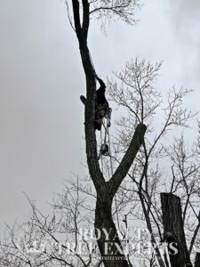 tree trimming Macomb County, bush trimming Macomb MI, hedge trimming Macomb MI, tree pruning Macomb County, shrub trimming Macomb MI, tree care Macomb MI, local tree service Macomb, residential tree trimming Macomb, commercial bush trimming Macomb, expert tree trimming Macomb MI, tree trimming St. Clair County, bush trimming St. Clair MI, tree pruning St. Clair MI, hedge trimming St. Clair MI, St. Clair shrub maintenance, local arborist St. Clair, expert tree care St. Clair, St. Clair tree specialists, tree maintenance St. Clair, trimming services St. Clair MI, tree removal Macomb County, bush removal Macomb MI, tree service Macomb MI, brush clearing Macomb, stump removal Macomb County, tree cutting Macomb MI, tree experts Macomb County, tree removal St. Clair County, bush removal St. Clair MI, tree cleanup St. Clair MI, St. Clair arborist, stump grinding St. Clair, tree cutting St. Clair County, hedge removal St. Clair, tree care St. Clair MI, local tree service St. Clair, tree maintenance St. Clair, Sanilac County tree removal, bush removal Sanilac MI, tree trimming Sanilac, emergency tree removal Macomb MI, storm damage cleanup Macomb County, fallen tree removal Macomb MI, emergency tree service St. Clair MI, storm damage tree removal St. Clair County, urgent tree removal Sanilac MI, storm cleanup Lapeer MI, emergency arborist Oakland County, 24/7 tree service Macomb MI, storm damage tree experts St. Clair MI, emergency tree removal Sanilac County, storm damage tree service Lapeer County, emergency tree trimming Oakland MI, storm debris removal Macomb MI, emergency stump removal St. Clair MI, storm damage arborist Sanilac MI, 24-hour tree service Lapeer MI, emergency tree care Oakland County, storm damage tree specialists Macomb MI, emergency tree removal Oakland MI, stump grinding Macomb County, stump removal Macomb MI, tree stump grinding Macomb MI, stump grinding St. Clair County, stump removal St. Clair MI, tree stump removal St. Clair MI, stump grinding Sanilac County, stump removal Sanilac MI, tree stump grinding Sanilac MI, stump grinding Lapeer County, stump removal Lapeer MI, tree stump removal Lapeer MI, stump grinding Oakland County, stump removal Oakland MI, tree stump grinding Oakland MI, stump removal service Macomb MI, stump grinding experts St. Clair MI, stump removal professionals Sanilac MI, stump grinding services Lapeer MI, stump removal specialists Oakland MI, insurance claim tree removal Macomb MI, storm damage insurance claims St. Clair MI, tree removal insurance assistance Sanilac MI, commercial tree services Lapeer MI, insurance claim arborist Oakland County, tree damage insurance help Macomb MI, commercial bush removal St. Clair MI, insurance-covered tree services Sanilac MI, commercial tree trimming Lapeer MI, insurance claim tree experts Oakland MI, tree removal for insurance claims Macomb County, storm damage insurance support St. Clair County, commercial arborist services Sanilac County, insurance claim assistance for tree damage Lapeer County, commercial tree care Oakland County, insurance-covered stump removal Macomb MI, commercial tree maintenance St. Clair MI, insurance claim processing for tree services Sanilac MI, commercial tree removal Lapeer MI, insurance assistance for storm-damaged trees Oakland MI