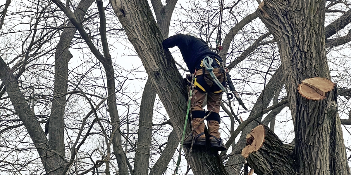 tree trimming Macomb County, bush trimming Macomb MI, hedge trimming Macomb MI, tree pruning Macomb County, shrub trimming Macomb MI, tree care Macomb MI, local tree service Macomb, residential tree trimming Macomb, commercial bush trimming Macomb, expert tree trimming Macomb MI, tree trimming St. Clair County, bush trimming St. Clair MI, tree pruning St. Clair MI, hedge trimming St. Clair MI, St. Clair shrub maintenance, local arborist St. Clair, expert tree care St. Clair, St. Clair tree specialists, tree maintenance St. Clair, trimming services St. Clair MI, tree removal Macomb County, bush removal Macomb MI, tree service Macomb MI, brush clearing Macomb, stump removal Macomb County, tree cutting Macomb MI, tree experts Macomb County, tree removal St. Clair County, bush removal St. Clair MI, tree cleanup St. Clair MI, St. Clair arborist, stump grinding St. Clair, tree cutting St. Clair County, hedge removal St. Clair, tree care St. Clair MI, local tree service St. Clair, tree maintenance St. Clair, Sanilac County tree removal, bush removal Sanilac MI, tree trimming Sanilac, emergency tree removal Macomb MI, storm damage cleanup Macomb County, fallen tree removal Macomb MI, emergency tree service St. Clair MI, storm damage tree removal St. Clair County, urgent tree removal Sanilac MI, storm cleanup Lapeer MI, emergency arborist Oakland County, 24/7 tree service Macomb MI, storm damage tree experts St. Clair MI, emergency tree removal Sanilac County, storm damage tree service Lapeer County, emergency tree trimming Oakland MI, storm debris removal Macomb MI, emergency stump removal St. Clair MI, storm damage arborist Sanilac MI, 24-hour tree service Lapeer MI, emergency tree care Oakland County, storm damage tree specialists Macomb MI, emergency tree removal Oakland MI, stump grinding Macomb County, stump removal Macomb MI, tree stump grinding Macomb MI, stump grinding St. Clair County, stump removal St. Clair MI, tree stump removal St. Clair MI, stump grinding Sanilac County, stump removal Sanilac MI, tree stump grinding Sanilac MI, stump grinding Lapeer County, stump removal Lapeer MI, tree stump removal Lapeer MI, stump grinding Oakland County, stump removal Oakland MI, tree stump grinding Oakland MI, stump removal service Macomb MI, stump grinding experts St. Clair MI, stump removal professionals Sanilac MI, stump grinding services Lapeer MI, stump removal specialists Oakland MI, insurance claim tree removal Macomb MI, storm damage insurance claims St. Clair MI, tree removal insurance assistance Sanilac MI, commercial tree services Lapeer MI, insurance claim arborist Oakland County, tree damage insurance help Macomb MI, commercial bush removal St. Clair MI, insurance-covered tree services Sanilac MI, commercial tree trimming Lapeer MI, insurance claim tree experts Oakland MI, tree removal for insurance claims Macomb County, storm damage insurance support St. Clair County, commercial arborist services Sanilac County, insurance claim assistance for tree damage Lapeer County, commercial tree care Oakland County, insurance-covered stump removal Macomb MI, commercial tree maintenance St. Clair MI, insurance claim processing for tree services Sanilac MI, commercial tree removal Lapeer MI, insurance assistance for storm-damaged trees Oakland MI
